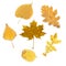 Collage of autumn leaves. Maple, wild strawberry, oak, linden.