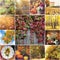 Collage from autumn photos.