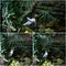 Collage of Bali Starling Mynah White Bird Bathing