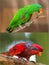Collage of beautiful Chattering Lory Lorius on a branch