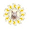 Collage of beautiful daffodil flowers with one gray cat on a white background.