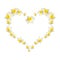 Collage of beautiful daffodil flowers on a white background in the shape of heart with copy space.