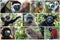 Collage of beautiful lemurs, Different types of lemurs - endemic. Species which is restricted to a specific geographic location -