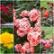 Collage of beautiful roses in garden set of colorized images