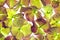 Collage of Bigleaf Hydrangea, Common Hydrangea, Florist Hydrangea, Hydrangea Hydrangea macrophylla