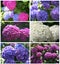 Collage of blooming hortensias in the summer