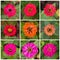 Collage. Blooming inflorescences of zinnia in different colors. Autumn flowers