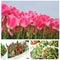 Collage of blooming tulips for Mothers Day and celebrations, Holland