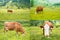 Collage with bovines at grass, having lunch, four photos