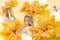 Collage bride on a background of yellow hibiscus