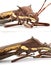 Collage Of A Brown Bean Bug