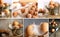 Collage of brown eggs images