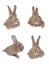 Collage of brown rabbits isolated on white for design