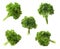 Collage of bunches of fresh green curly parsley on white background