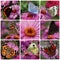 Collage with butterflies