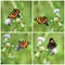 Collage with butterflies