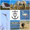 Collage of Camargue photos, France