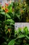 Collage of Canna indica plant: flowers, seed pods, leaves