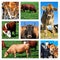 Collage of cattle on the field