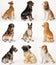 Collage of ceramic statues of dogs