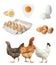 Collage with chickens and eggs on background