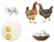 Collage with chickens and eggs on background