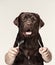 The collage with chocolate labrador and male hands. dog holding fork and spoon for eating isolated on white background