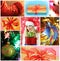 Collage on Christmas theme