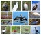 Collage Of Coastal And Wetland Birds Of Florida