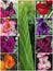 Collage of colourful gladiolus blossoms with a stem where buds emerge from