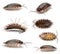 Collage of Common woodlouse, Oniscus asellus