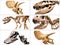 Collage composition of dinosaurs skeletons on white isolated background.