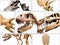 Collage composition of dinosaurs skeletons on white isolated background.