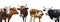 Collage of cows on background, banner design. Animal husbandry