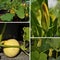 Collage cucurbit, leaf and flower in garden