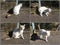 Collage of curious white cat with striped tail outdoors
