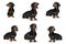 Collage of cute dog dachshund, black and tan, isolated on white background