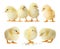 Collage with cute fluffy chickens on white. Farm animals