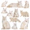 Collage of cute, fluffy, purebreed cat in different poses calmly posing isolated over white background