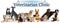 Collage with cute pets and text Veterinarian Clinic on white background. Banner design