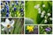 Collage of different beautiful spring flowers. Springtime greeting card with space for text.