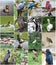 Collage of different birds