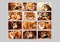 Collage of different cute purebred cats.