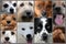 Collage of different dog faces