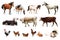 Collage of different farm animals on background