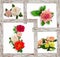 Collage of a different flowers. Artificial flowers made from sponge rubber