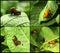 Collage with different photos of Colorado potato beetles on leaves