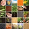 Collage with different photos of vegetables, legumes and seeds. Vegan lifestyle