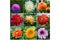 Collage from different pictures of autumn flowers dahlias