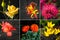 Collage from different pictures of beautiful flowers